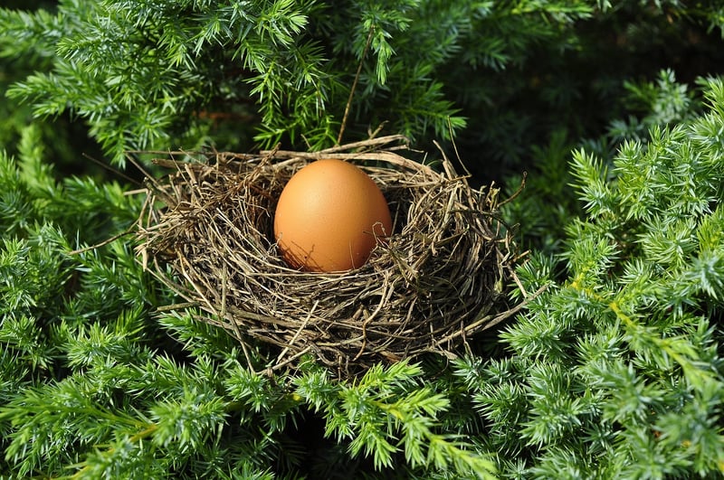 Phoenix Nest Experience